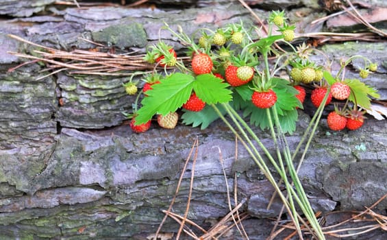 A few sprigs of ripe wild strawberry with leaves on the bark of a tree.