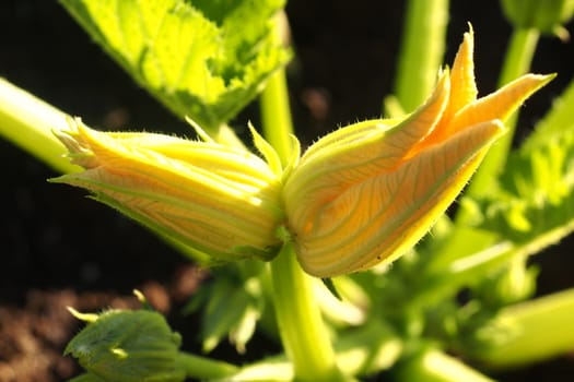 Growing squash