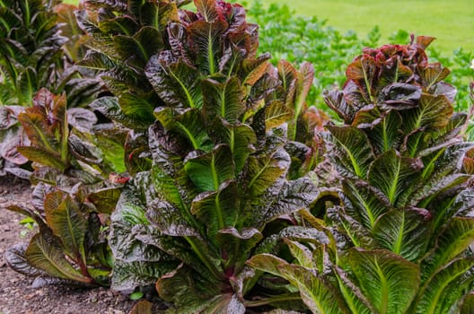 Red cabbage lettuce, variety of Rosedale