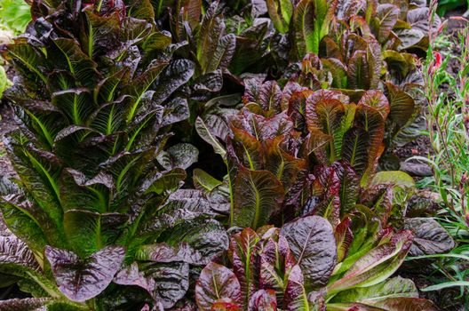 Red cabbage lettuce, variety of Rosedale
