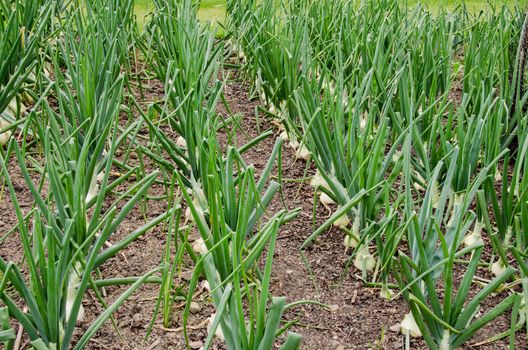 Fresh onion field in farmland.