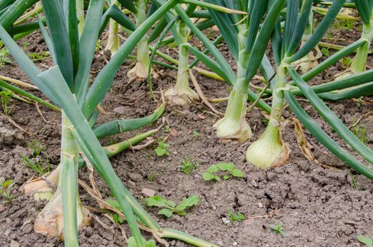 Fresh onion field in farmland.