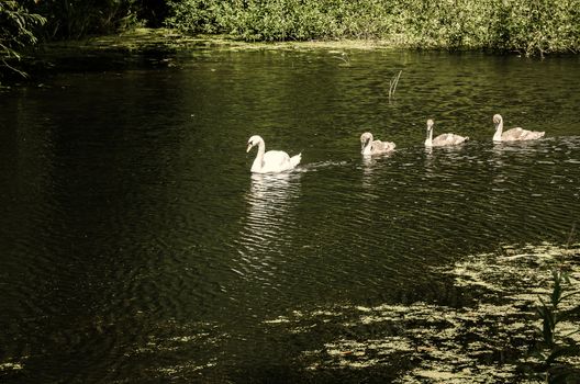 White swan and cygnets on a small lake at Nostell Priory in Wakefield