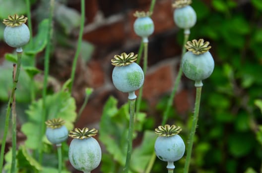 Poppy seed pods in the summer garden. Shallow depth of field.