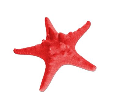 One beautiful starfish