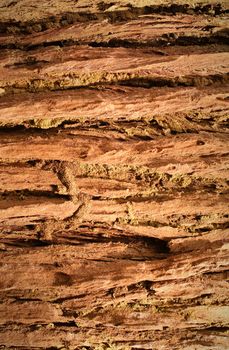 Bark texture