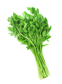 Mint leaf close up
