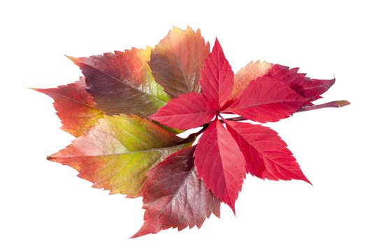 autumn colorful  leaves of parthenocissus  isolated  on white background.