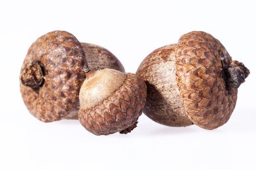 some acorns isolated on white background, close up.