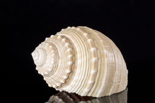 Single sea shell isolated on white background