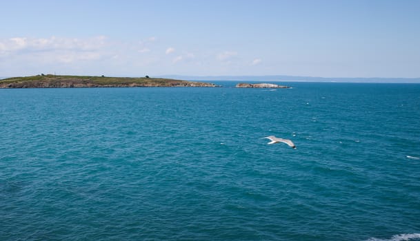 seagull flying over the sea and the island can be seen in the distance