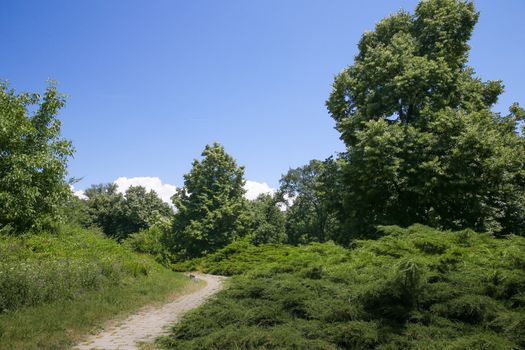 The path that goes along the bushes in the forest