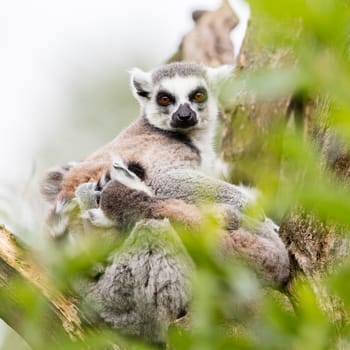 Ring-tailed lemur (Lemur catta) resting in a tree