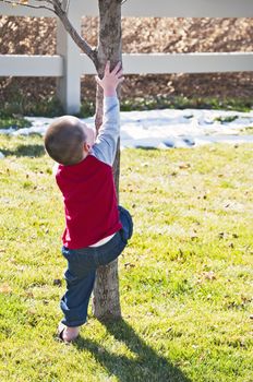 Little boy finds a tree just his size for climbing