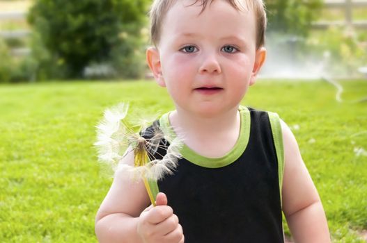 Cute baby boy with a large Salsify (also called goatbeard) seed pod. Many people just refer to it as a giant dandelion because of the seed pod.