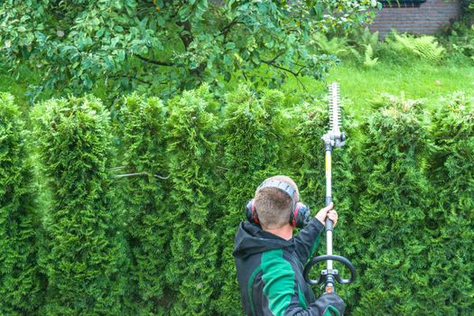 Cutting a hedge with a hedge trimmer motor.