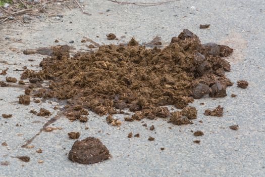 Big horse droppings on an asphalt road