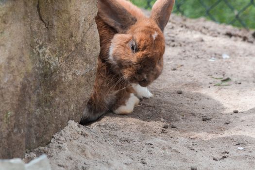 Brown Rabbit - Bunny sitting on sandy soil.