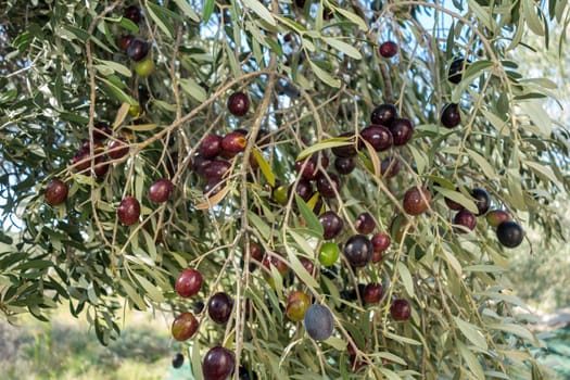 Ripe black olives on the tree