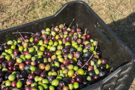 Just picked olives into a black fruit box