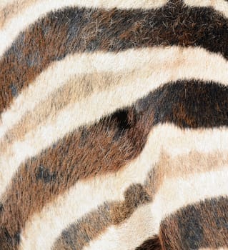 Closeup of striped Zebra fur. Zebra fur texture background.  