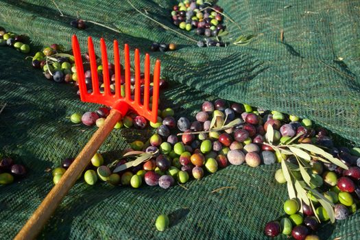 Orange olive hand-rake and just picked olives on the net