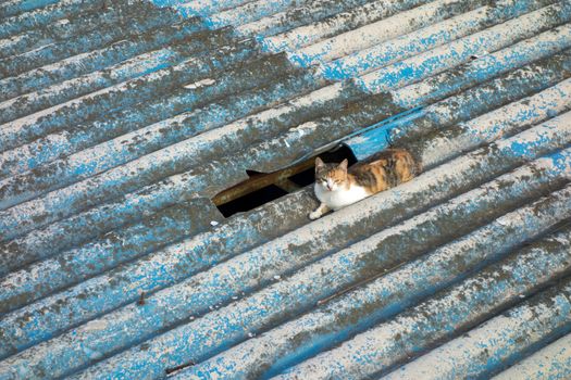 Multicolored stray cat on a roof