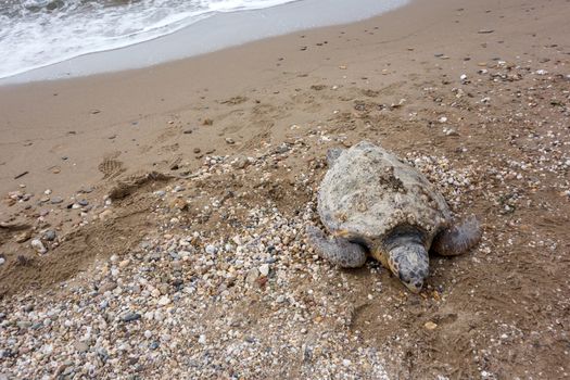 Dead sea turtle on sandy beach