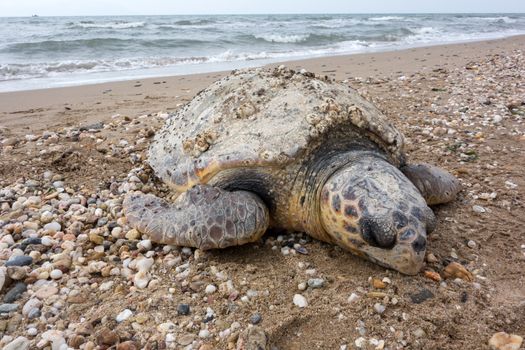 Dead sea turtle on sandy beach