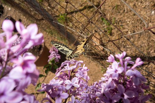 Swallowtail on lilac flower