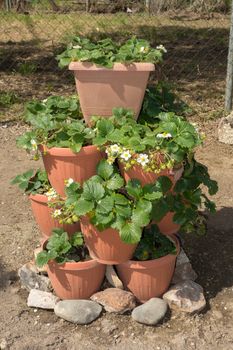 Strawberry plants in pot with unripe fruits