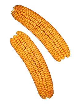 Ear of corn isolated