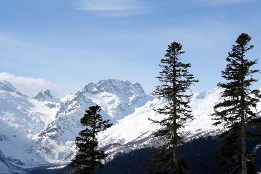 Tree on a mountain slope in the mountains of Dombai, Caucasus