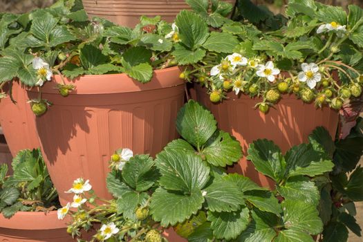 Strawberry plants in pot with unripe fruits