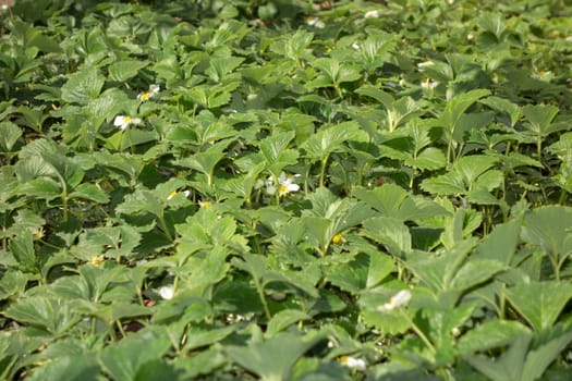 Landscape of organic strawberry plants