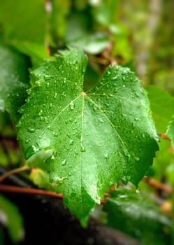 grape leaf with water drops