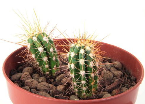 Two Cactus with Thorns in a Pot