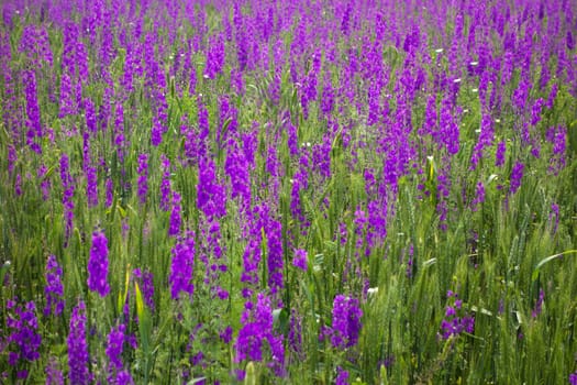 Purple flower field background in Greece