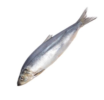 fish isolated on white