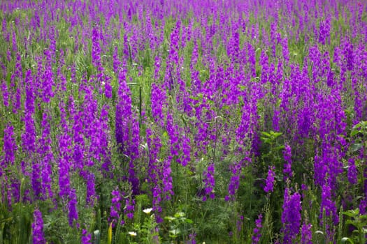 Purple flower field background in Greece