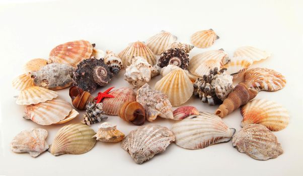 Seashell collection