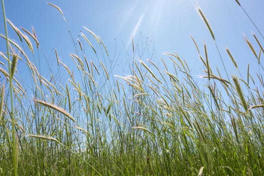 Field of grass, blue sky and sunny day