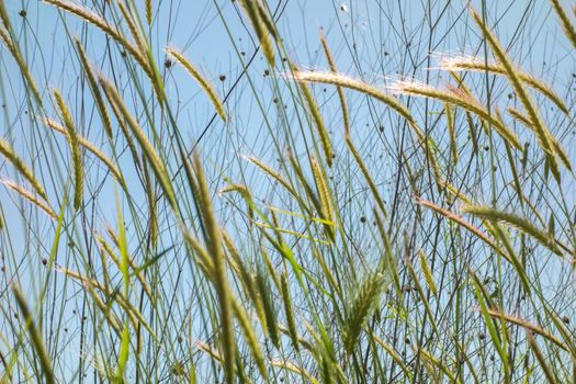 Field of grass, blue sky and sunny day