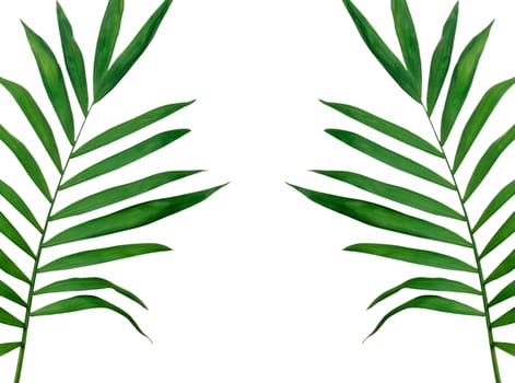 Green leaves isolated on white background