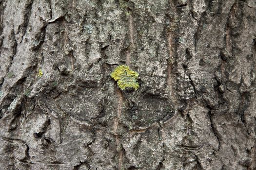 Peel tree with growing