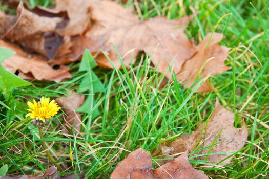 Dandelion in leaves and grass