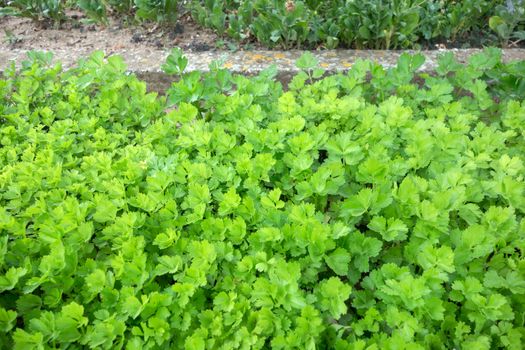 Herbs in yard. Parsley in raised-bed gardening