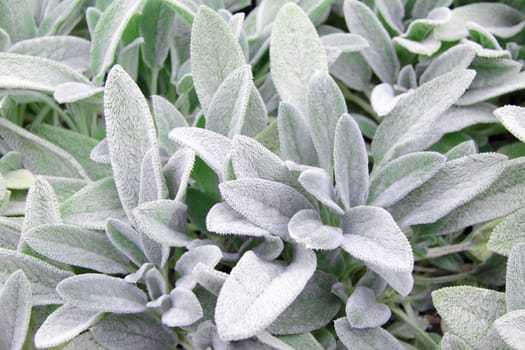 plant with white petals