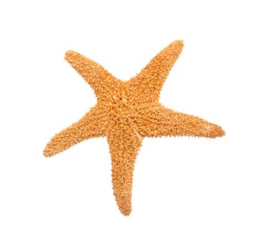 Starfish from oceans