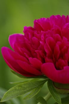 the photo in which the red peony is represented